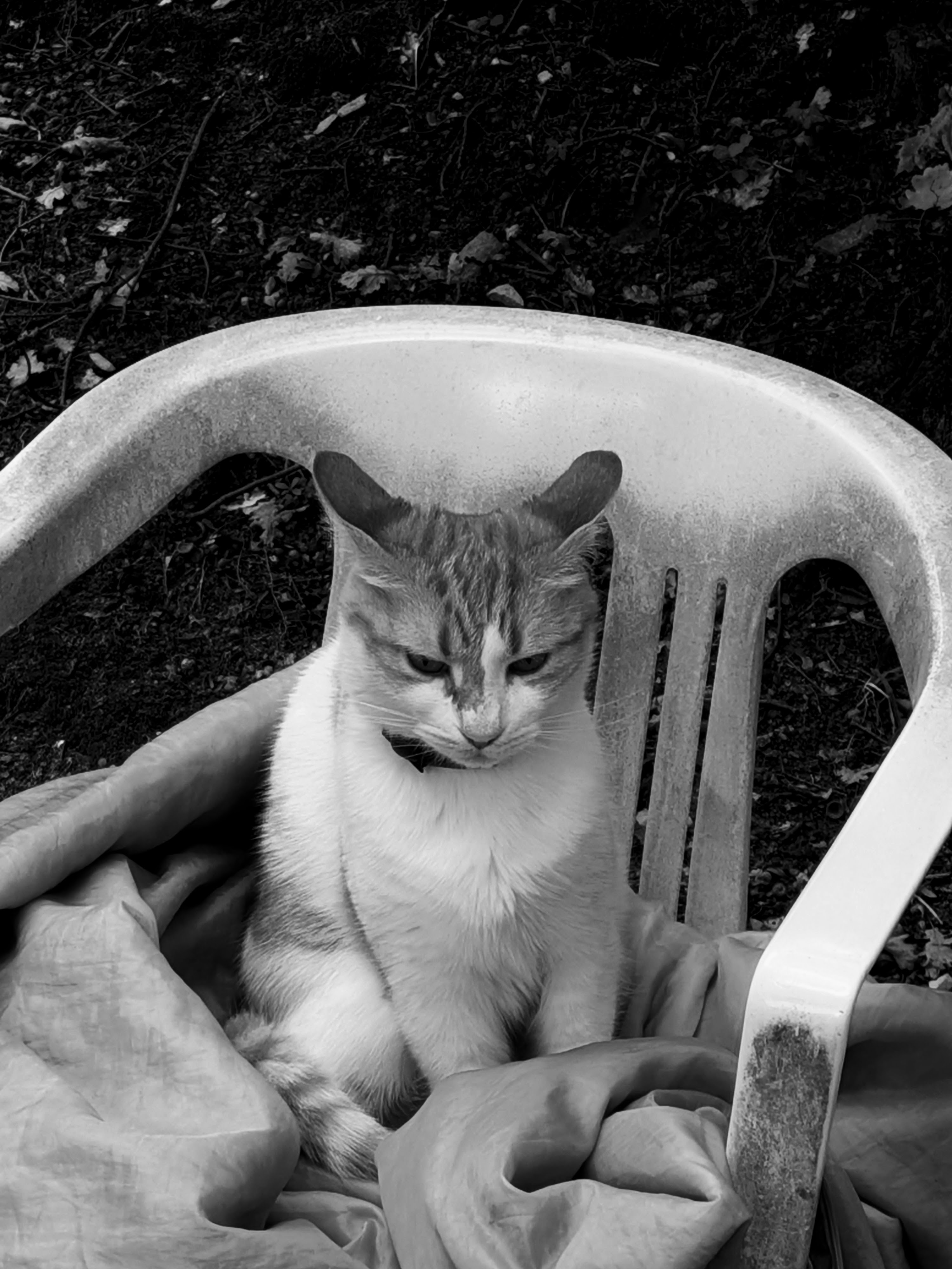 grumpy cat